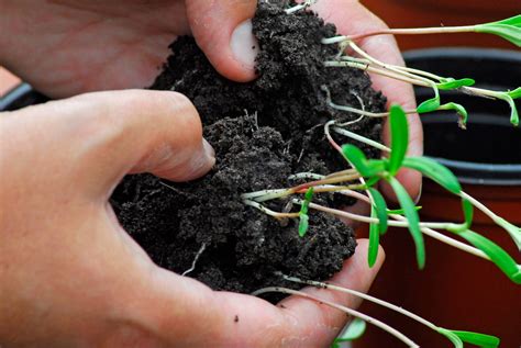 Pricking out, Potting on & Transplanting crops — Step by step