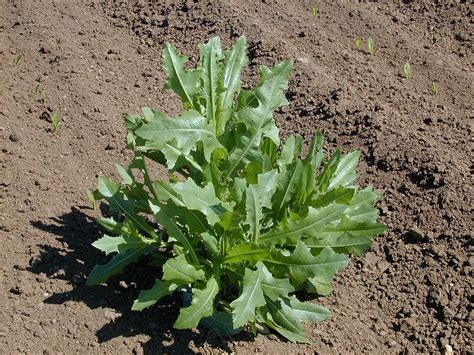 Prickly Lettuce Wheat & Small Grains Washington State …