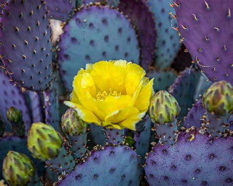 Prickly Pear Cactus Care Guide - Gardenerdy