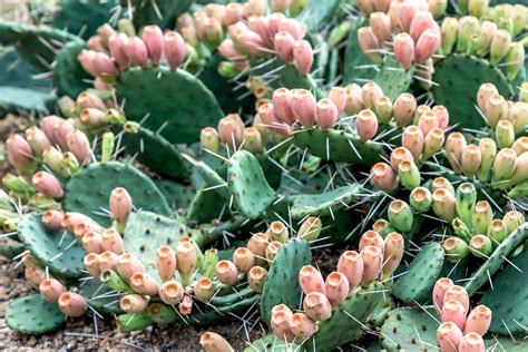 Prickly pear cactus - Surprise! All parts of this plant …