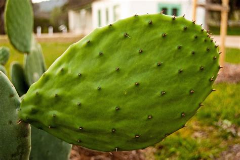 Prickly pear cactus (Opuntia ficus-indica) is a tree like cactus from the family Cactaceae . The dried leaves of prickly pear cactus have been considered as one of the functional food by embracing essential ingredients, such as amino acids, taurine, carbohydrates, vitamin C, minerals, and soluble fibers .. 