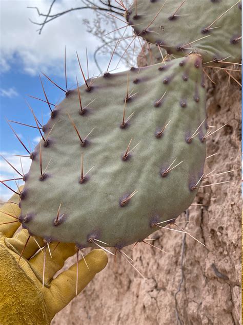 Dec 2, 2022 · The spines and glochids can also be removed from the prickly pear pads by burning them off with a small torch or by placing the pad on a gas burner and turning it with tongs. See Warnings. 3. Run the pad under cool water. Peel or cut off any discolorations or bruises. 4. . 