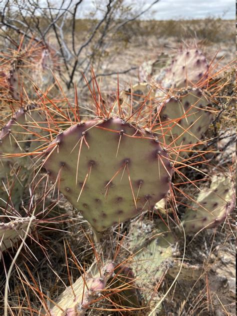 Aug 25, 2020 · The opuntia, or prickly pear cactus, 