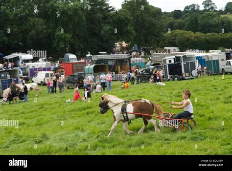 Priddy Fair Horse Pedigree