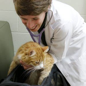 Primary Care Routine Animal Vet Appointments UW …