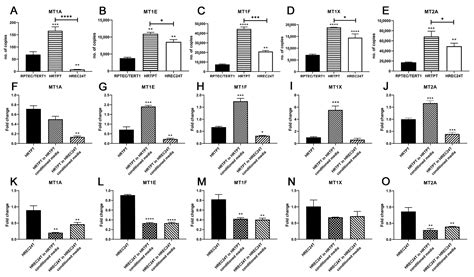 Primary and immortalized cultures of human proximal tubule cells ...