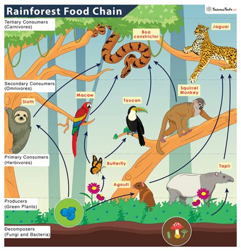 The primary consumers in the tropical rainforest are leaf-cutter ants, tapirs, deers, spiny rats, fruit bats, tamarins, sloths, and others. Secondary consumers include birds and snakes, while ...