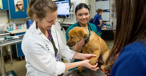 Primary pet care. Things To Know About Primary pet care. 