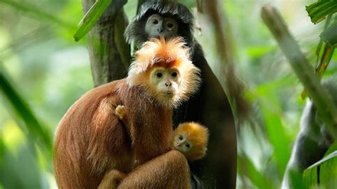 Primate Kingdom - Singapore Zoo - Mandai