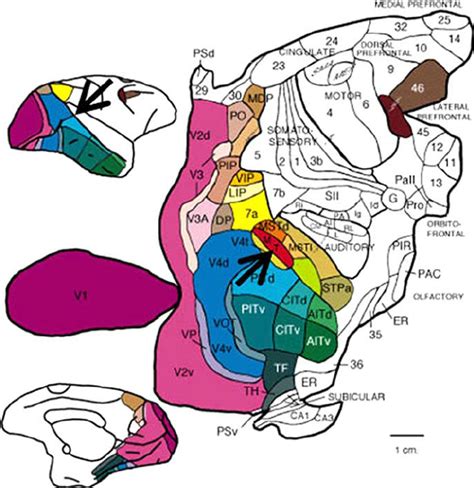 Primate brain maps structure of the macaque brain a laboratory guide with original brain sections. - Sony cdx v3800 multi media player service manual.