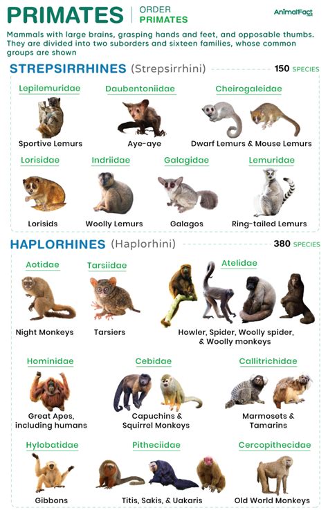Primates