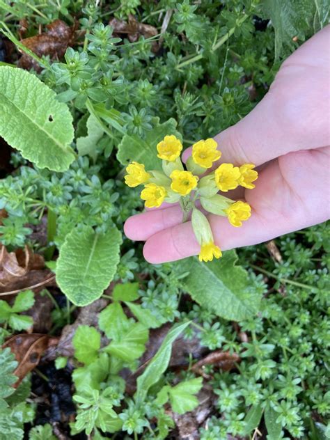 Primrosey Leaks [HD] 😈