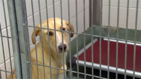 Prince George’s Co. shelter to waive all pet adoption fees for a limited time