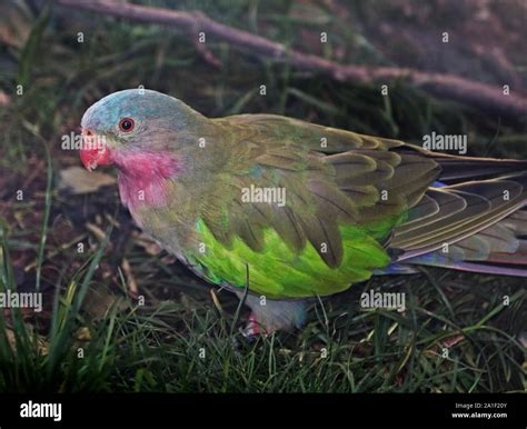 Princess Parrot Mutations Polytelis alexandrae