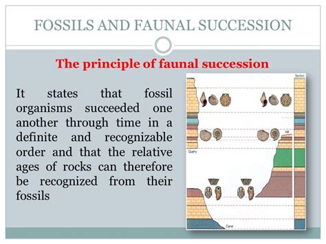 Principle of faunal succession - Wikipedia