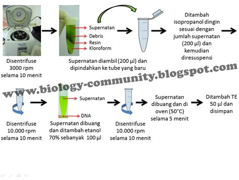 Prinsip, Metode, dan Teknik Isolasi DNA - Generasi Biologi