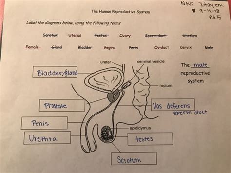 Print Chapter 27 The Reproductive System flashcards Easy Notecards