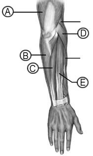 Print Muscles Lab flashcards Easy Notecards
