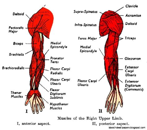 Printable Arm Diagrams 101 Diagrams