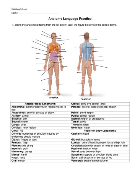 Printable Body Regions Labeling Worksheet