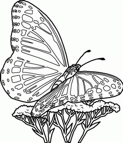Printable Butterfly Image to Color