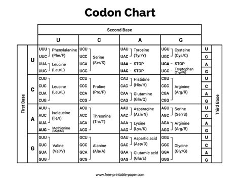 Printable Codon Chart Printable World Holiday