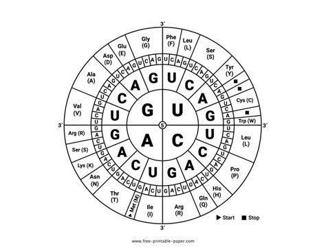 Printable Codon Wheel