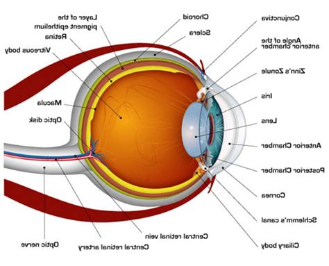 Printable Eyeball Diagram 101 Diagrams