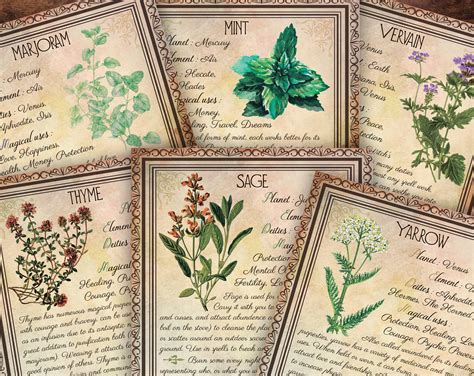 Printable Herbs Book of Shadows Pages Set 2 Herbs & Plants Etsy