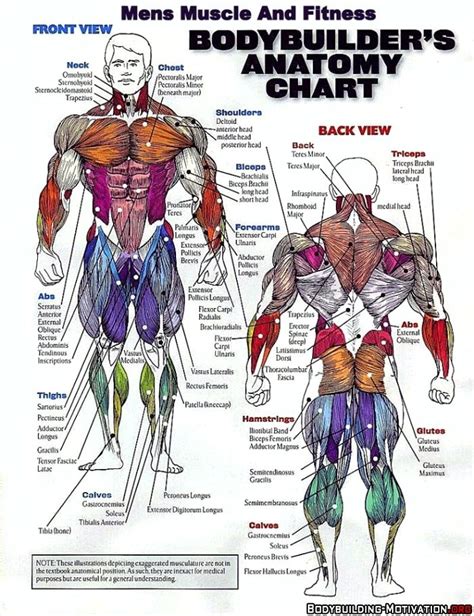 Printable Muscle Anatomy Chart 03 Human Anatomy All System Deep