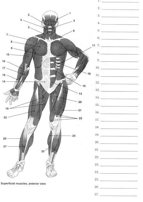 Printable Muscle Labeling Worksheet Portal Tutorials
