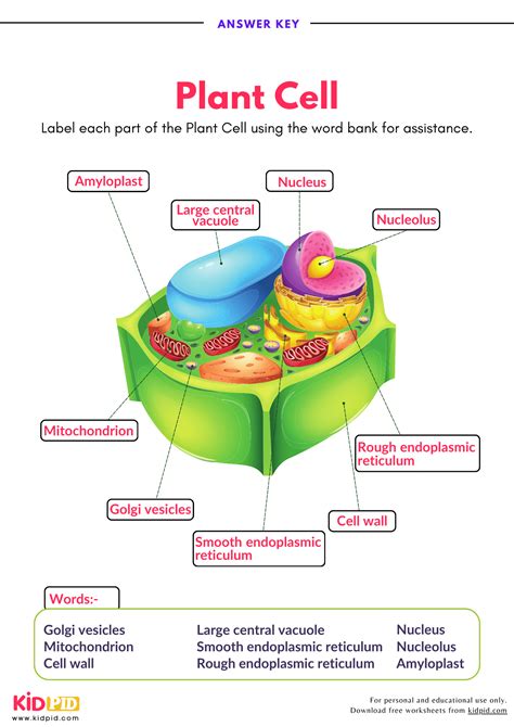 Printable Plant Cell Worksheet