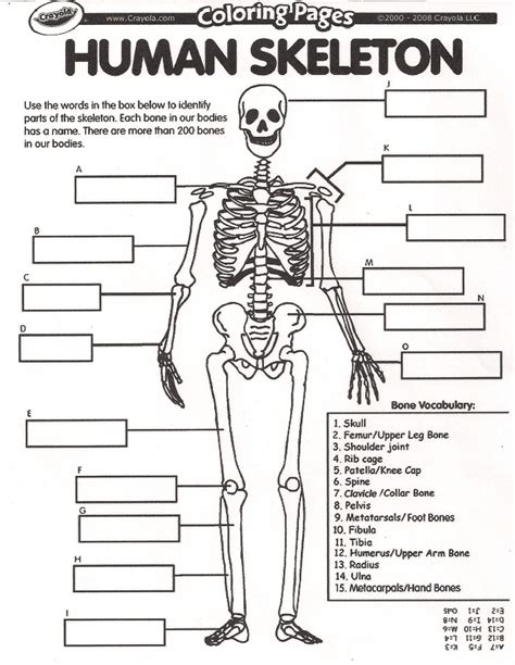 Printable Skeleton Labeling Workshee