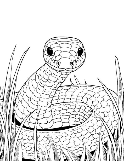 Printable Snake Coloring Pages Customize and Print