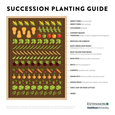 Printable Succession Planting Chart