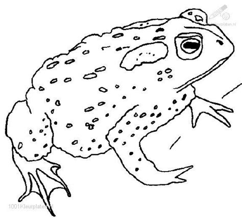 Printable Toad Coloring Pages