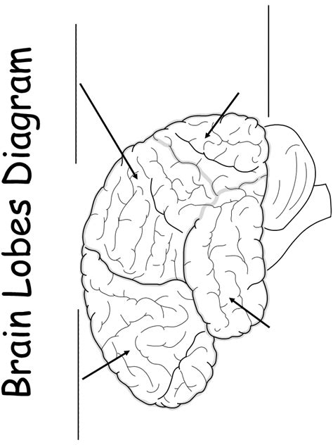 Printable Worksheet Brain Lobes Diagram