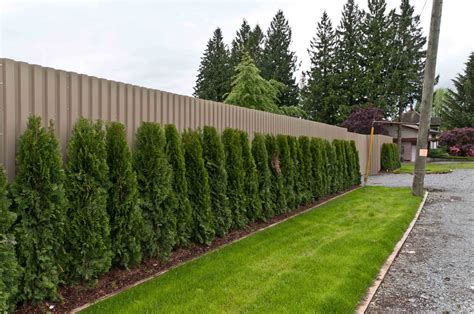 Privacy fence plants. Nov 16, 2022 · Green Giant arborvitae (Thuja plicata) —Arborvitae plants are some of the most popular, fast-growing privacy screen trees. This pyramid-shaped tree grows about 3 ft. (1 m) a year. Cherry laurel (Prunus laurocerasus) —One of the few evergreen privacy trees on this list that isn’t a type of conifer. 