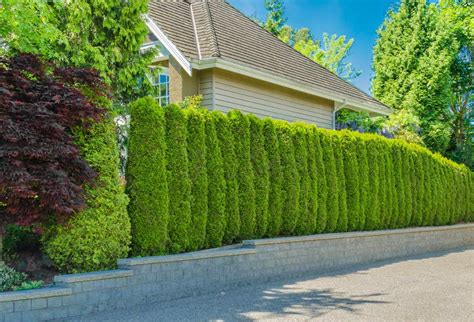 Privacy fence trees. As a living windbreaker, Thuja Giants should be planted 5-6’ apart. 2 rows staggered 8-15’ apart will provide even more protection. These huge trees are not necessarily expensive. The average price depends on height and surprisingly ranges from $16.00 for a 1-2ft sapling to less than $100 for a 4-5ft specimen. 