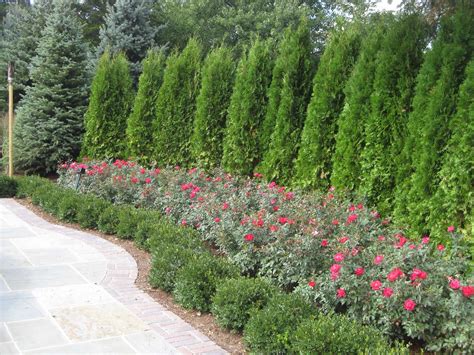 Privacy trees for backyard. BOXWOOD ( Buxus spp.) Zones: 5-9, with a few varieties hardy to Zone 4. Exposure: Full sun to shade. Growth habit: Dense upright or mounding habit. Height/Spread: 1 to 20 feet tall, 2 to 8 feet wide, depending on variety. Growth rate: … 