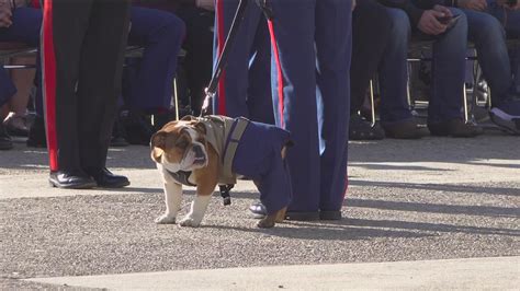 Private Bruno reports for duty as MCRD's newest mascot