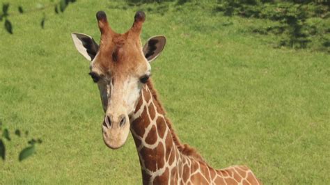 Private Louisiana zoo claims federal seizure of ailing giraffe wasn’t justified