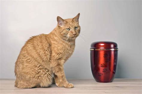 Private cat cremation cost.  Our private packages usually include picku...
