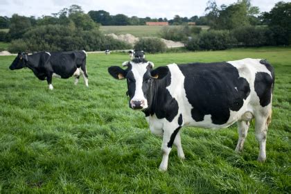 Prix d'une vache laitière en france