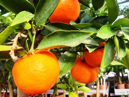 Proč jsou mandarinky zdrojem draslíku?