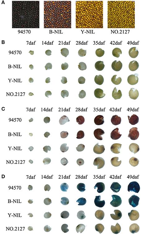 Proanthocyanidin composition in the seed coat of lentils (Lens culinaris L.) - PubMed