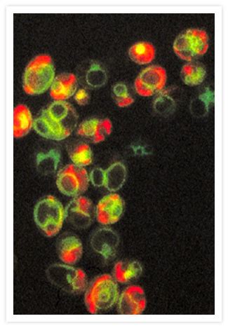 Probes for Yeast Mitochondria - Thermo Fisher Scientific