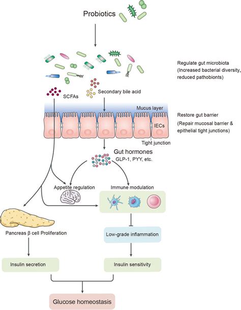 Probiotics supplementation for management of type II diabetes …