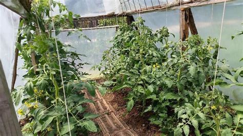 Problem Growing Tomatoes and Cucumbers together in Greenhouse