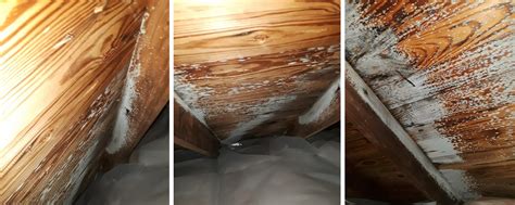 Problem-attic. Rodents infesting your attic can be a nightmare. Not only do they cause damage to your property, but they also pose health risks and can be a nuisance. One of the biggest mistakes ... 